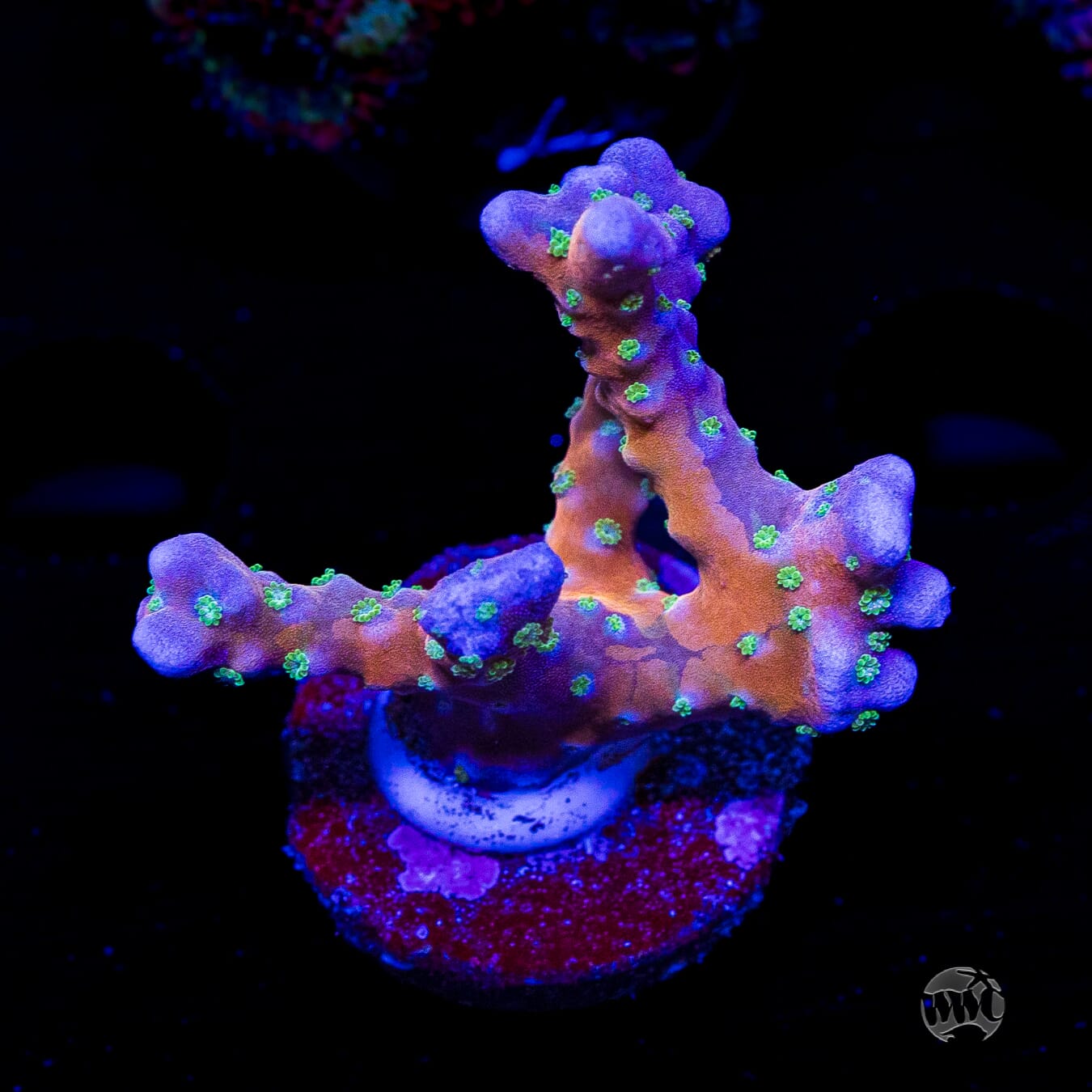 RR Tropicana Anacropora