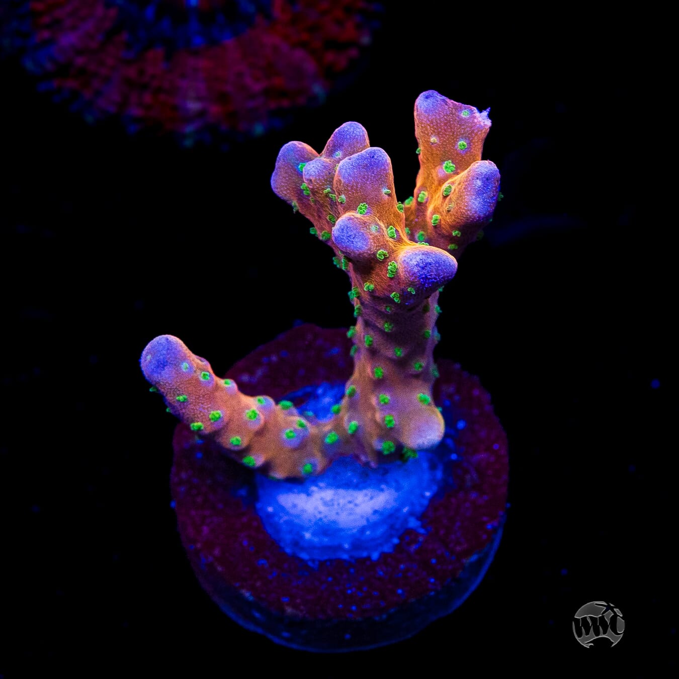 RR Tropicana Anacropora