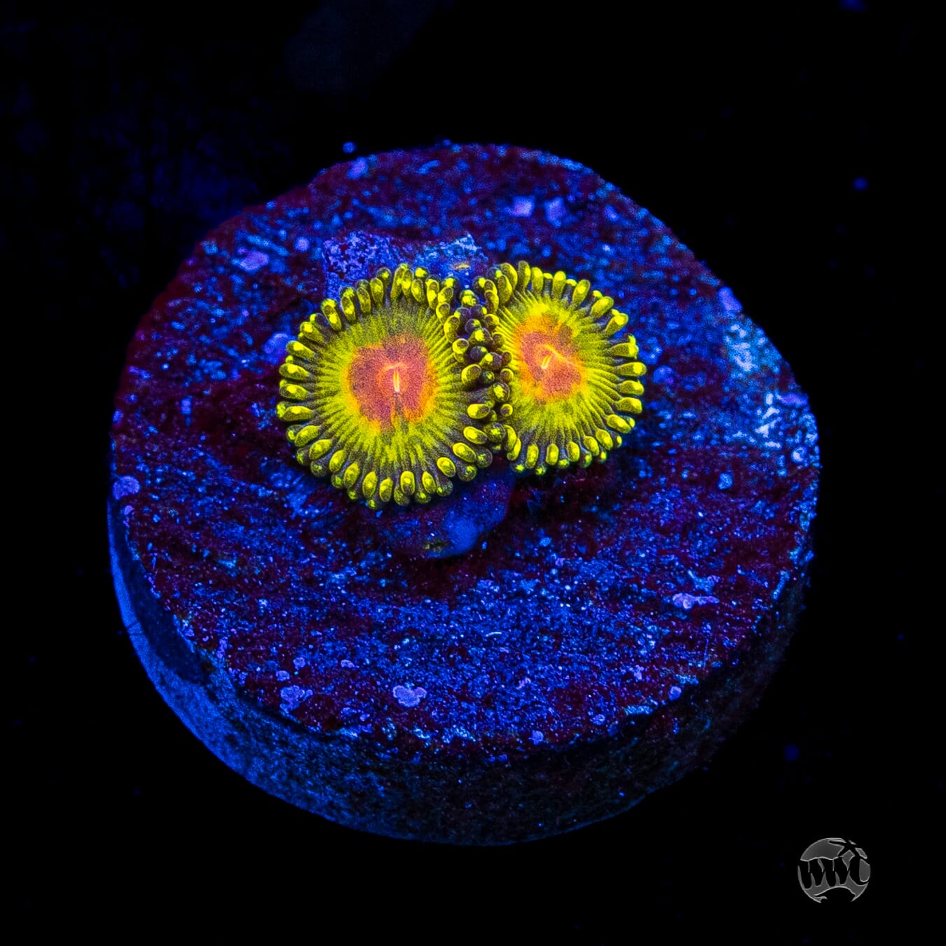 WWC Golden Gods Zoanthids