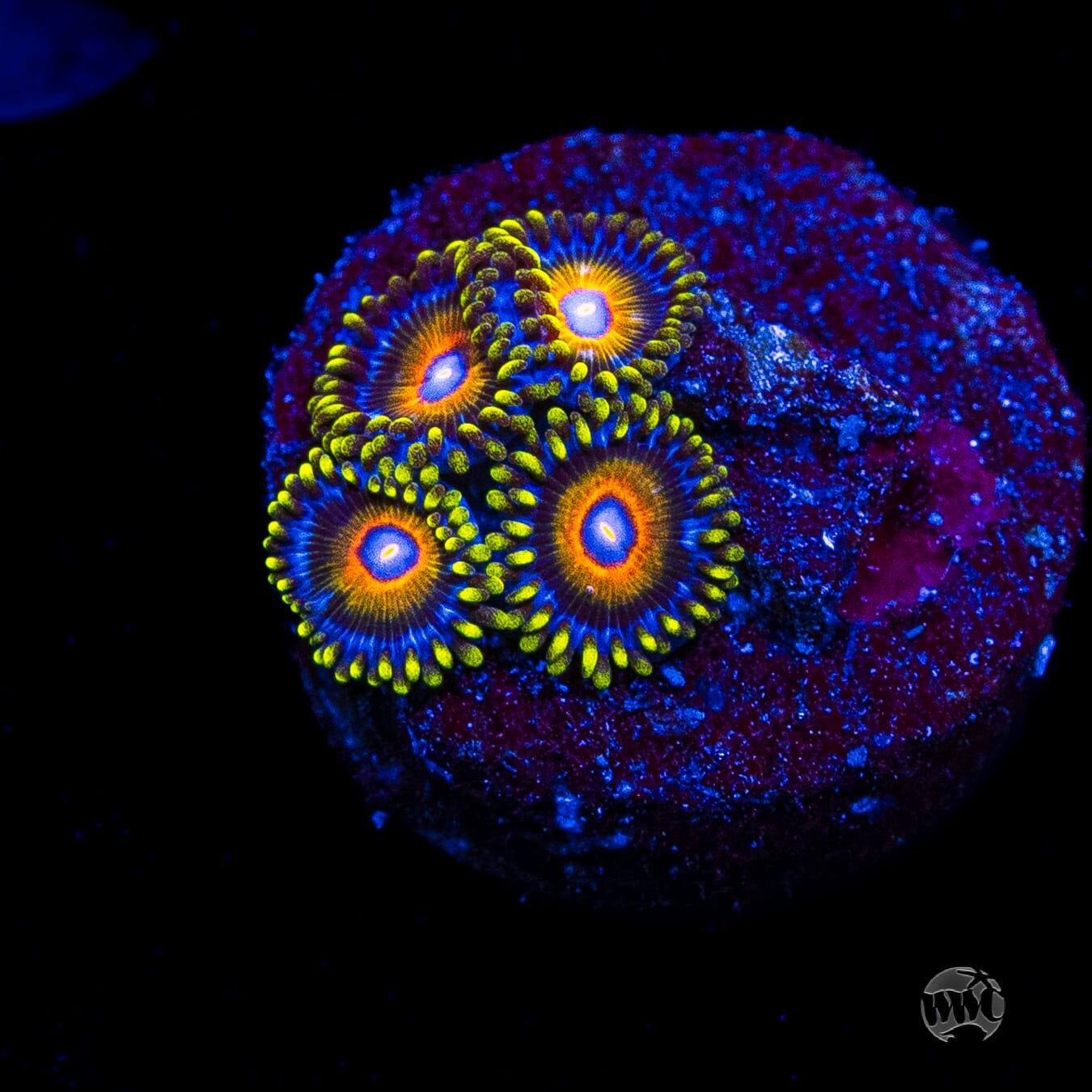 Super Saiyan Zoanthids
