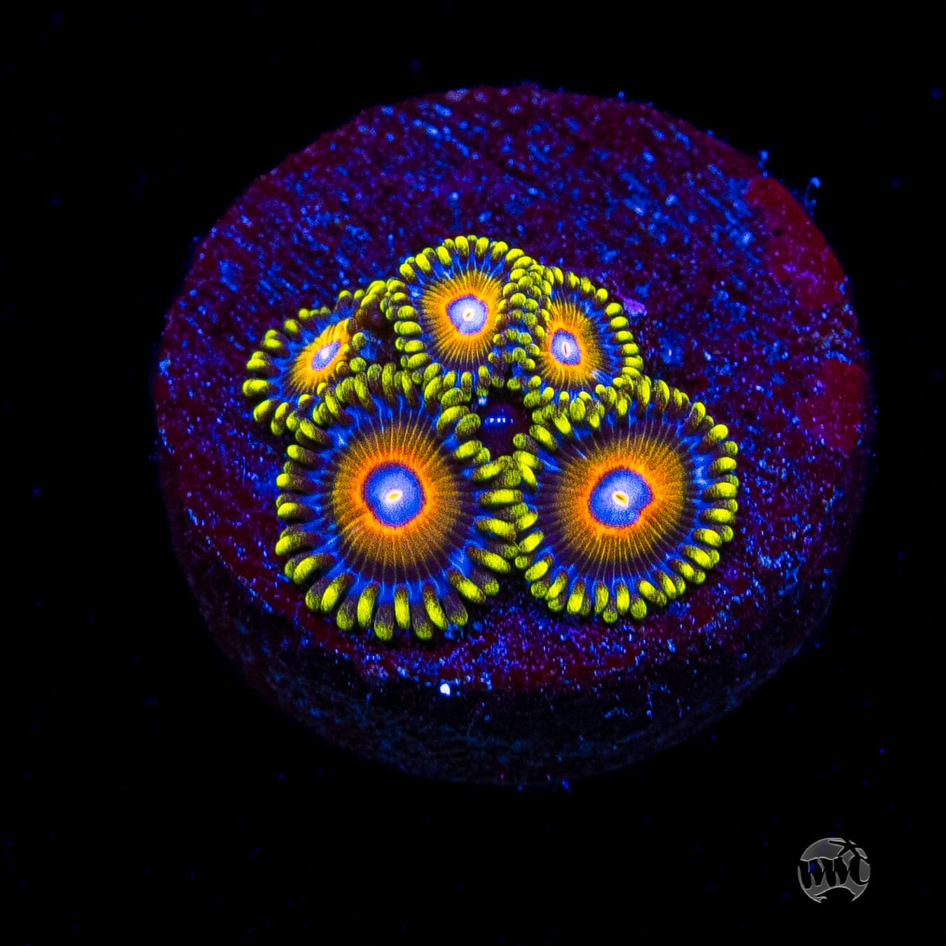 Super Saiyan Zoanthids