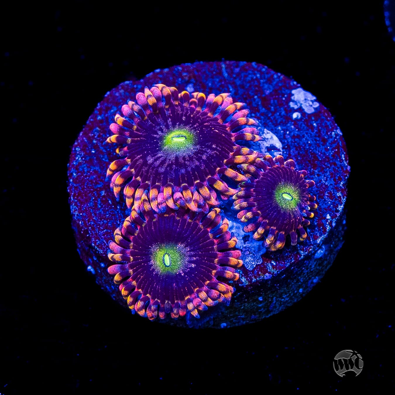 Anti Matter Zoanthids