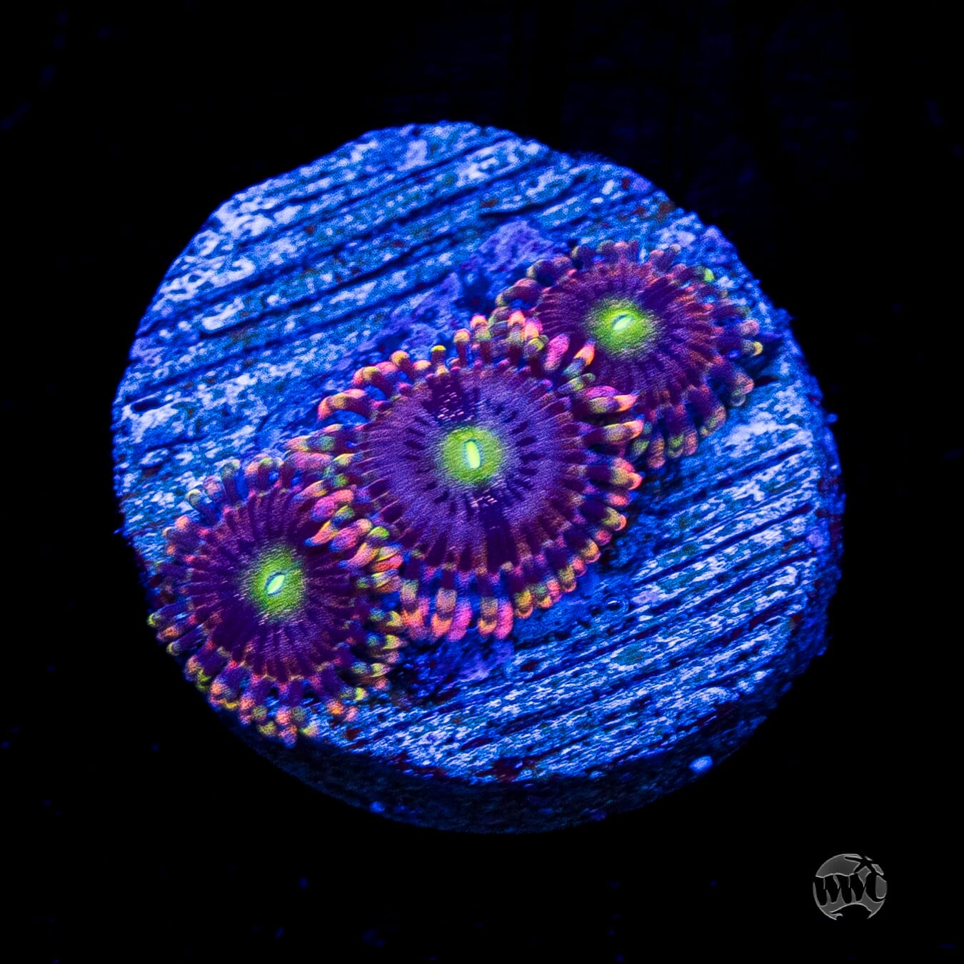 Anti Matter Zoanthids