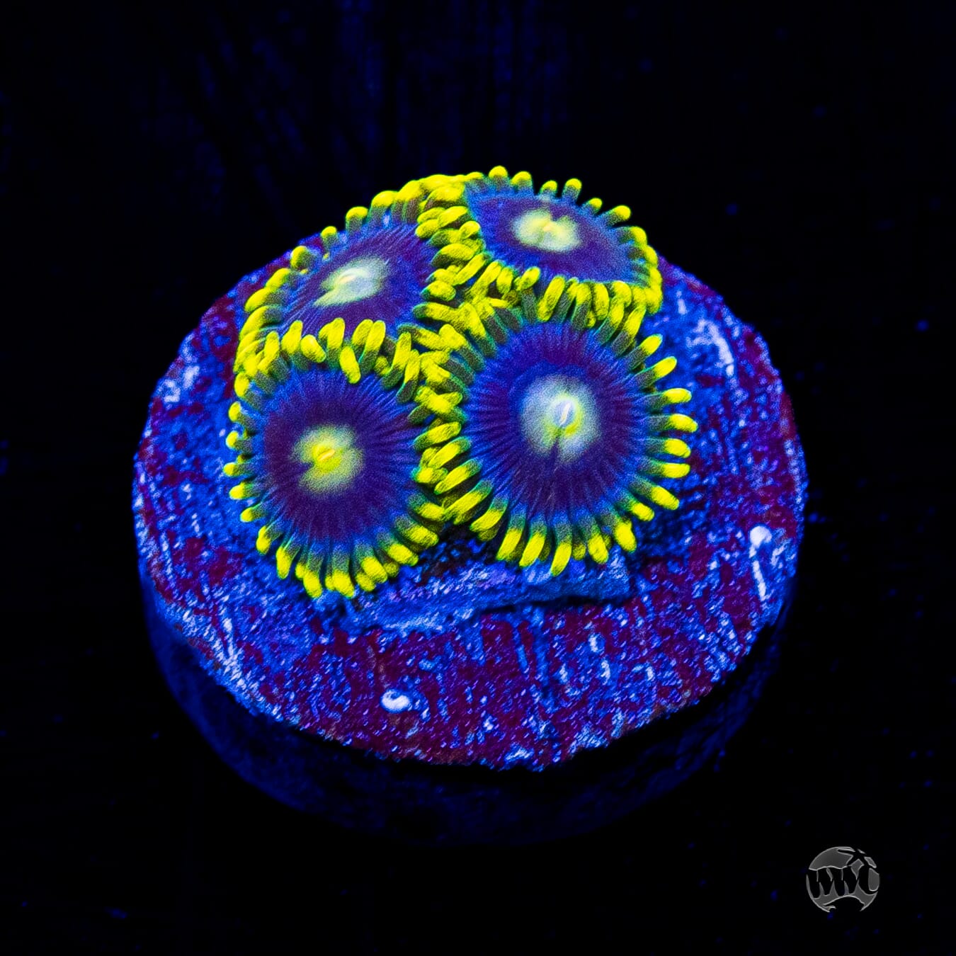 WWC Sunbeam Shuriken Zoanthids