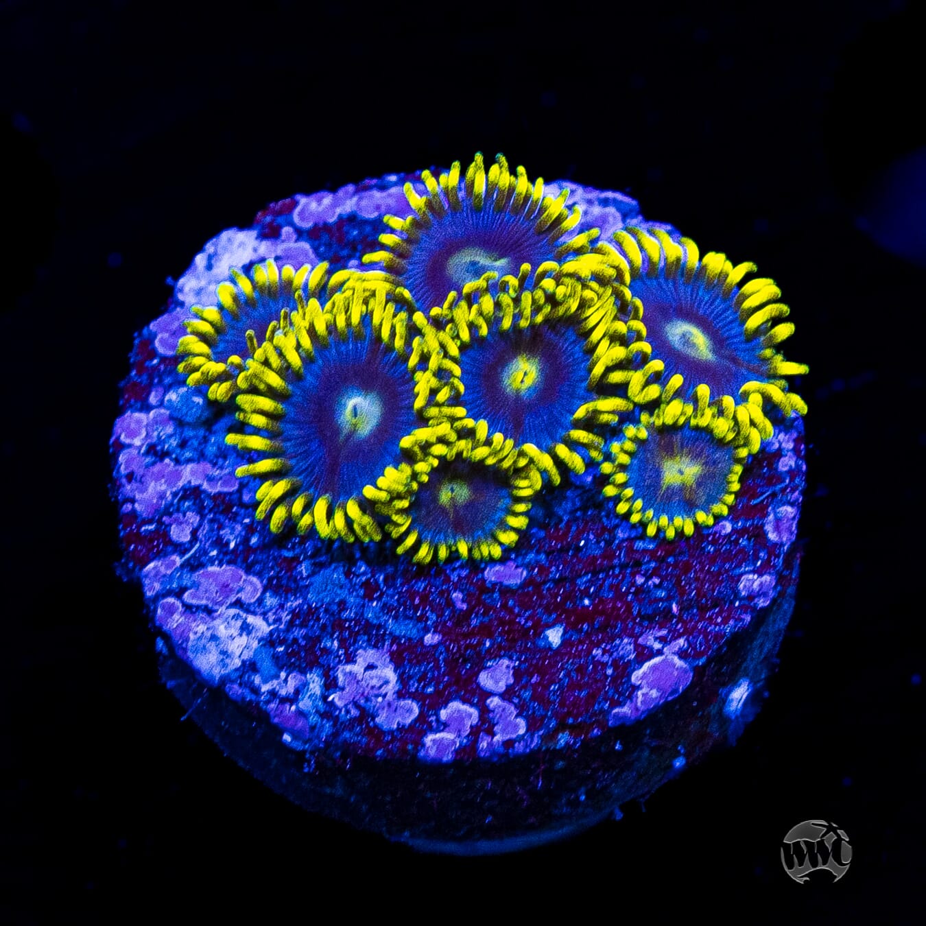 WWC Sunbeam Shuriken Zoanthids