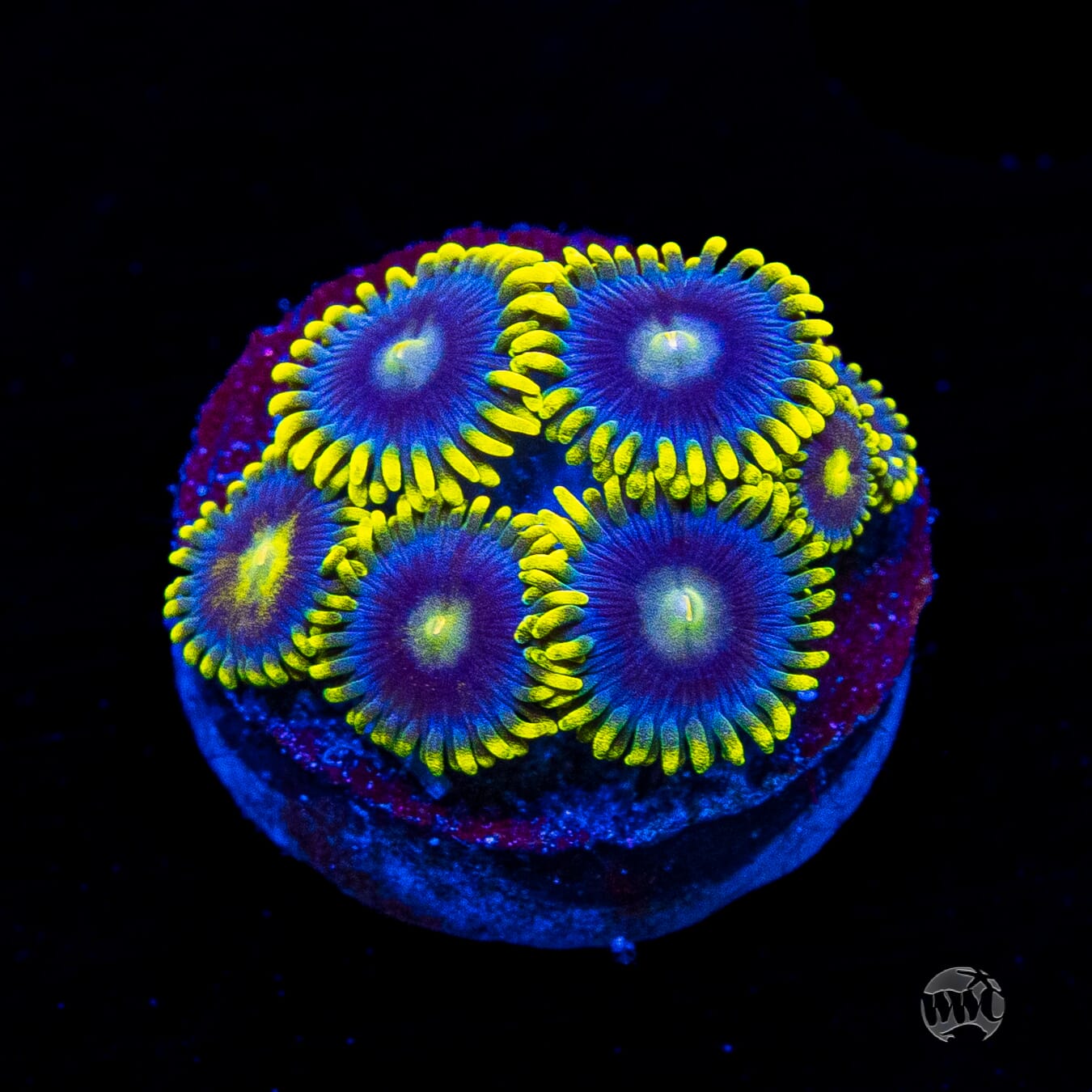 WWC Sunbeam Shuriken Zoanthids