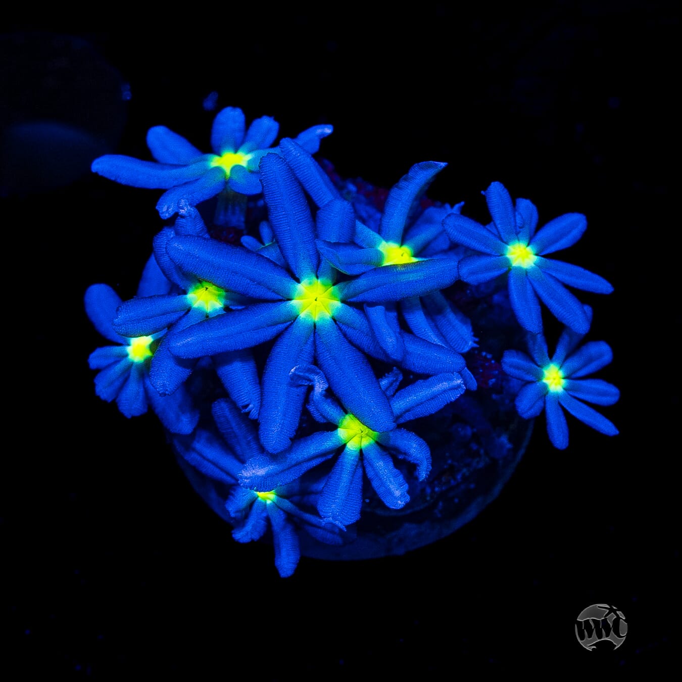 WWC Midnight Daisy Polyps