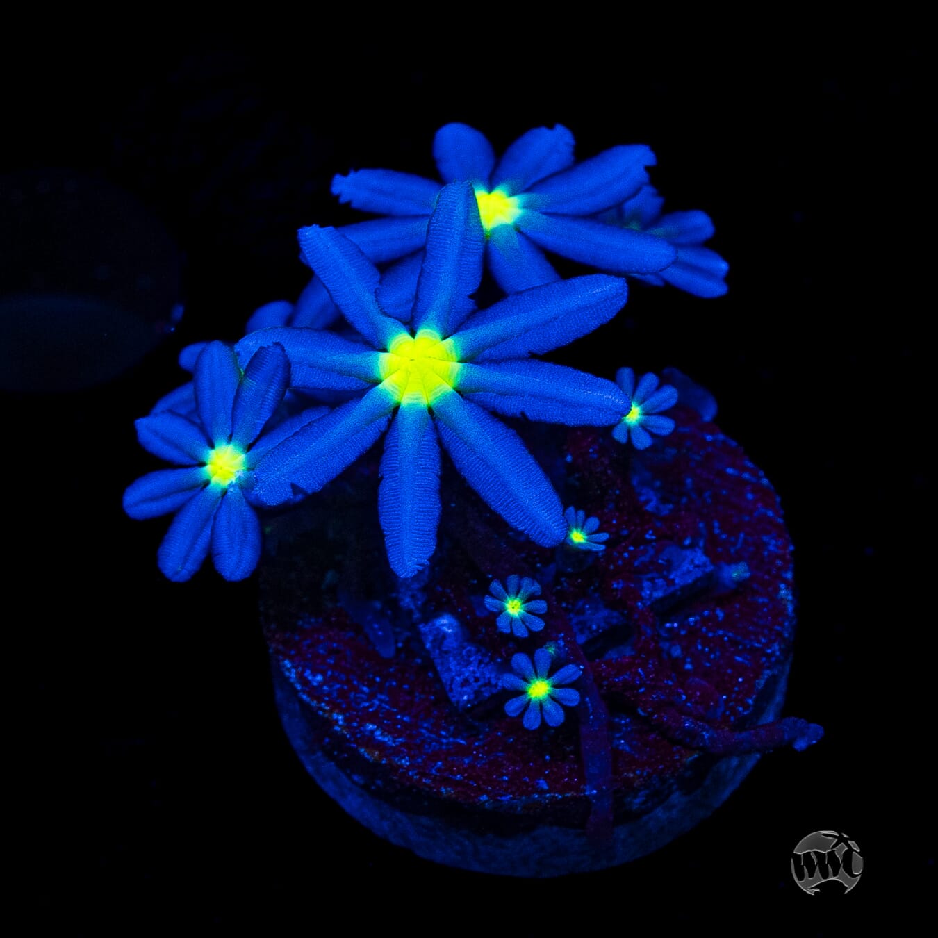 WWC Midnight Daisy Polyps
