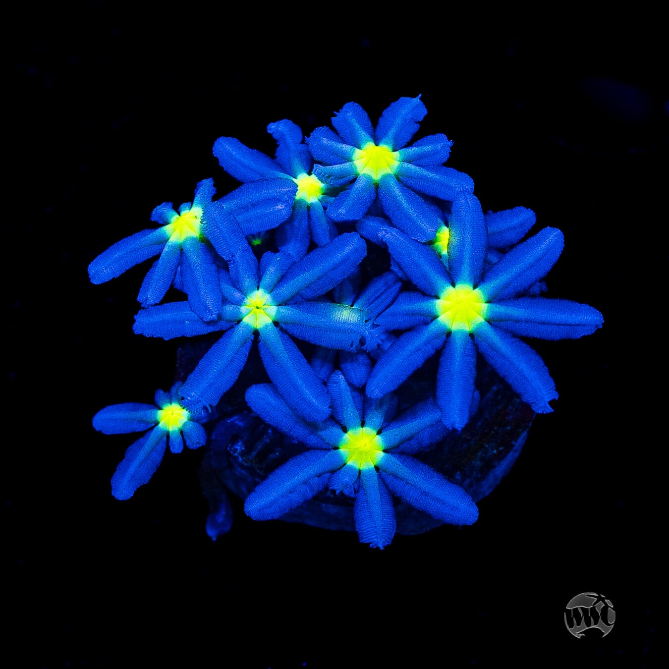 WWC Midnight Daisy Polyps