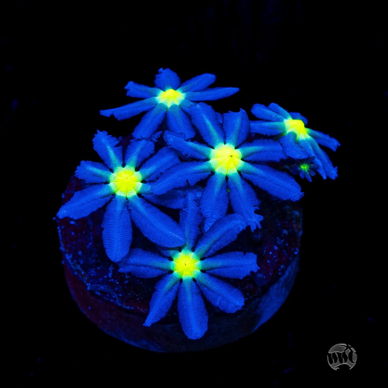 WWC Midnight Daisy Polyps