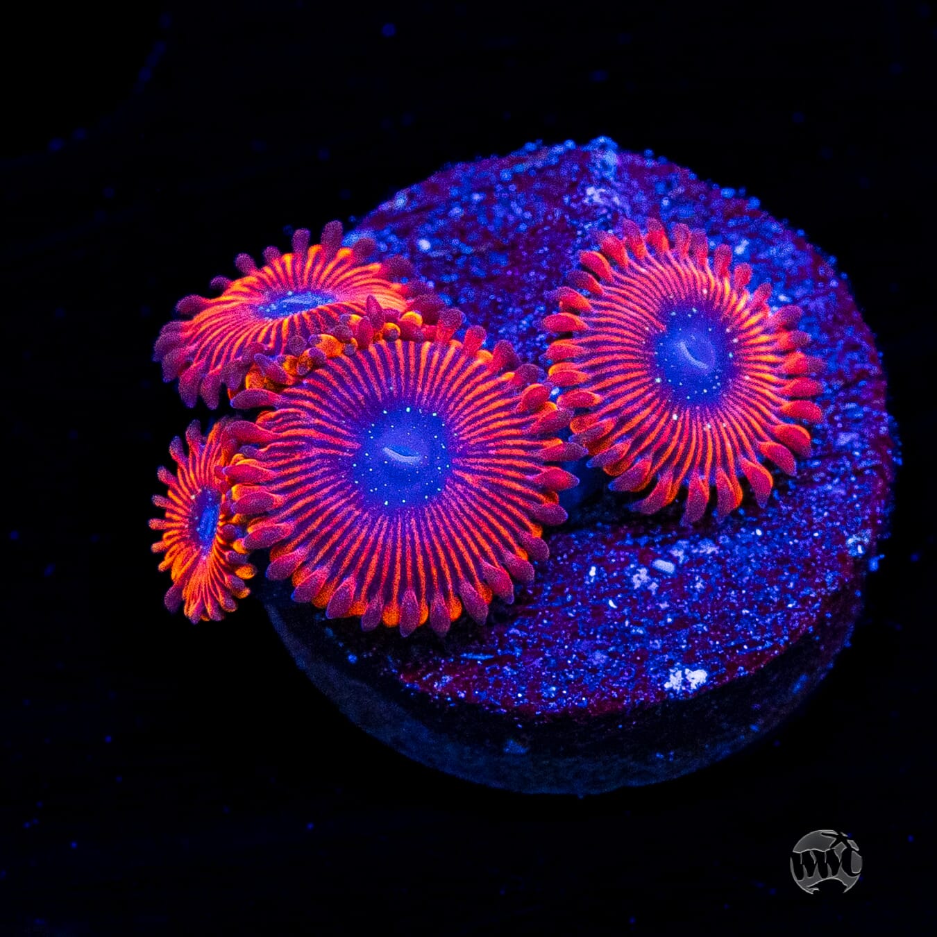 WWC Scarlet Wizard Zoanthids