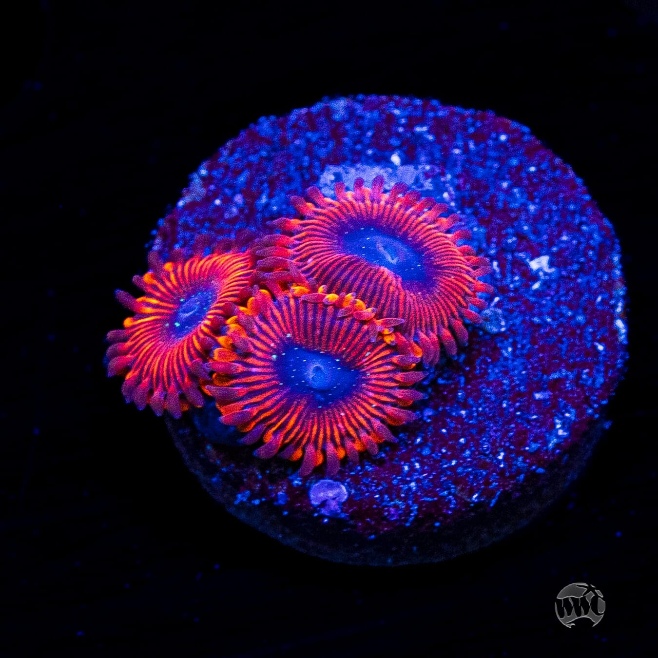 WWC Scarlet Wizard Zoanthids