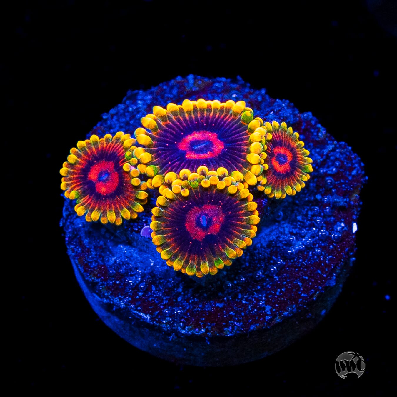Mind Trick Zoanthids