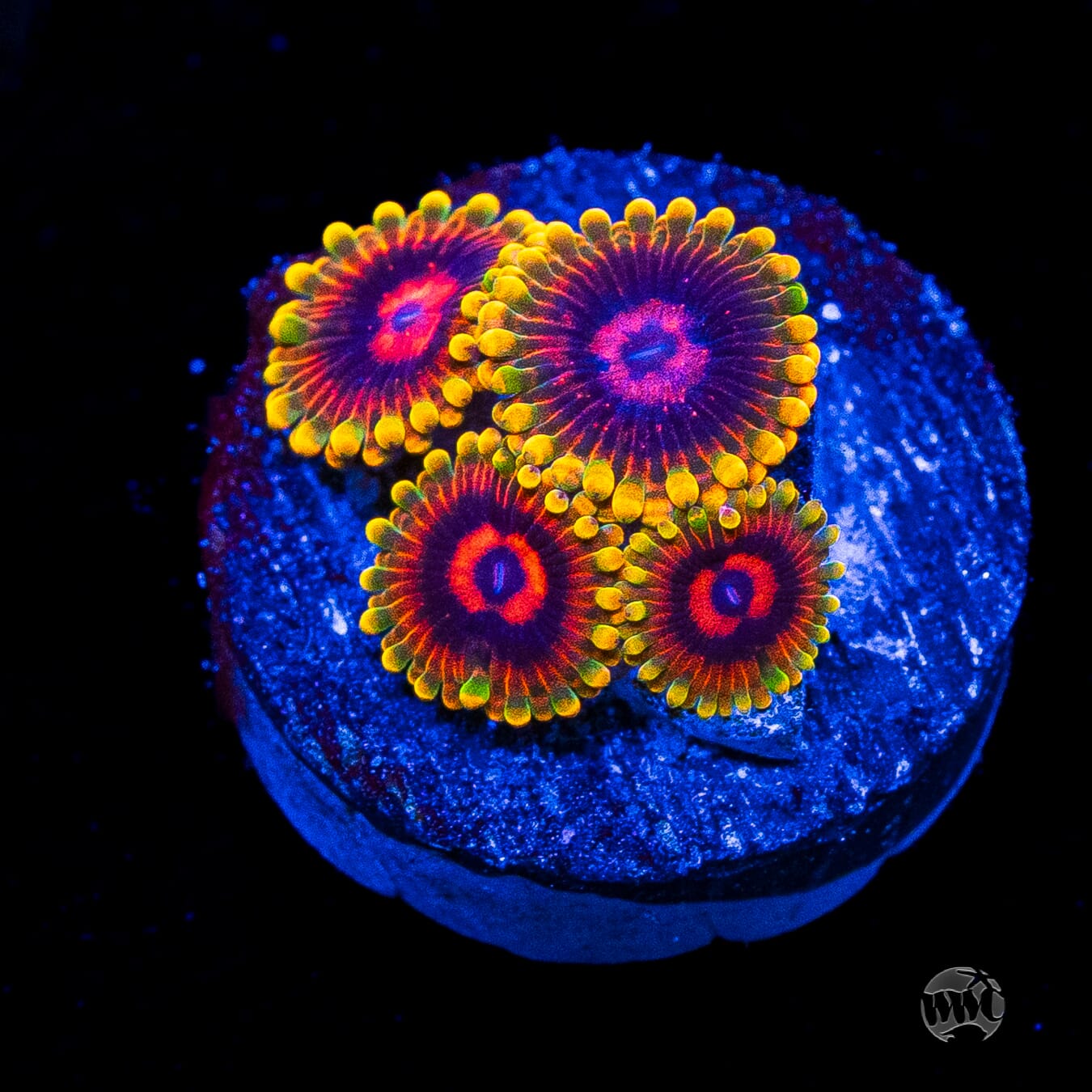 Mind Trick Zoanthids