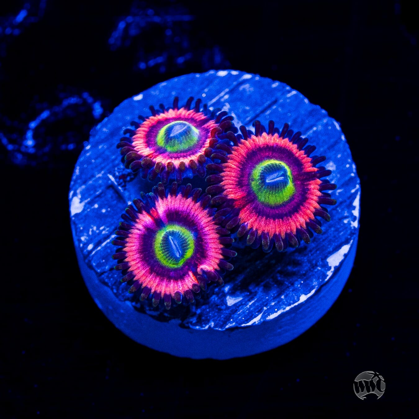 Ultimate Bubblegum Pink Zoanthids