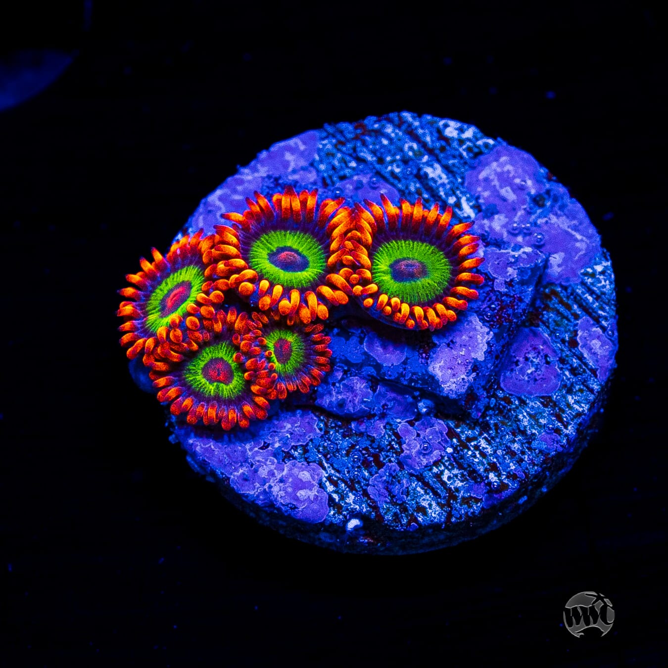 Jason Fox Vegas Strip Zoanthids