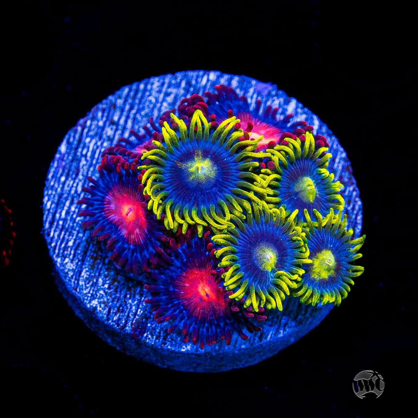 Combo WWC Sunbeam Shuriken and Burning Mans Zoanthids
