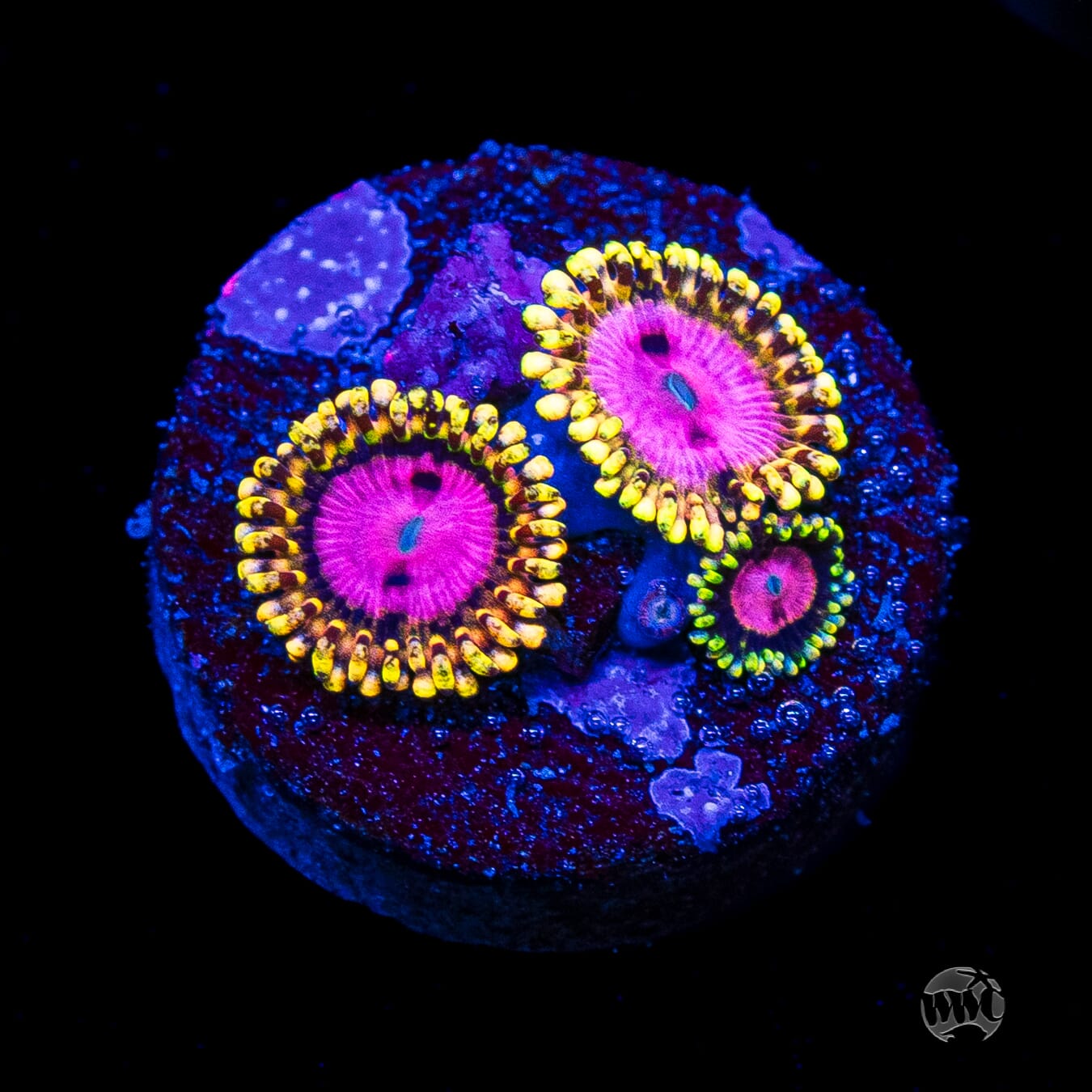 RR Pink Diamond Zoanthids
