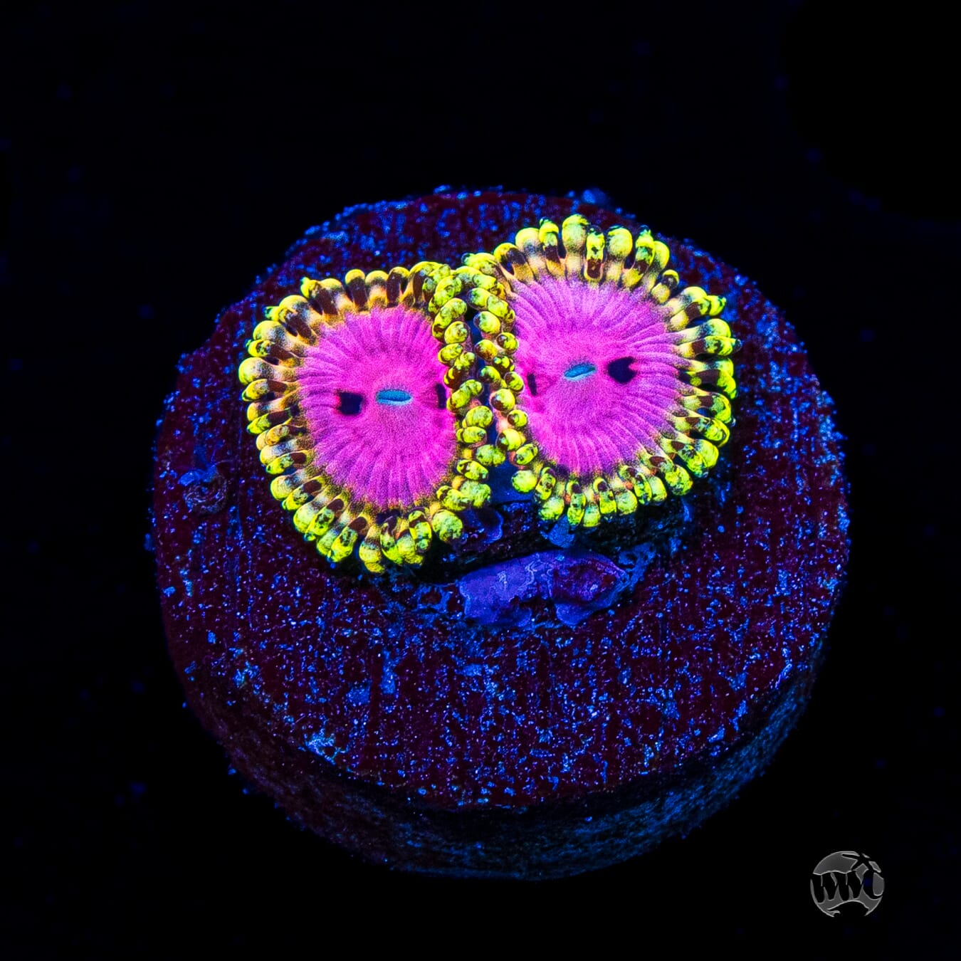 RR Pink Diamond Zoanthids