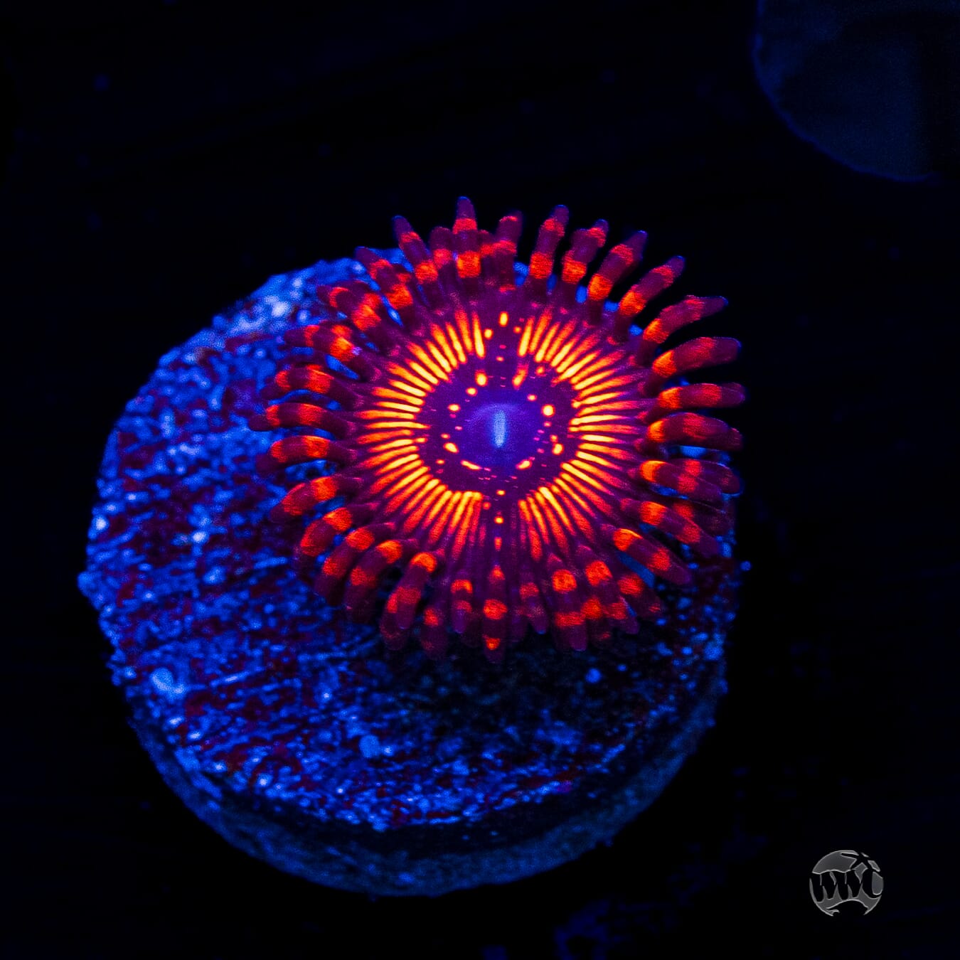 WWC Balrog Zoanthids