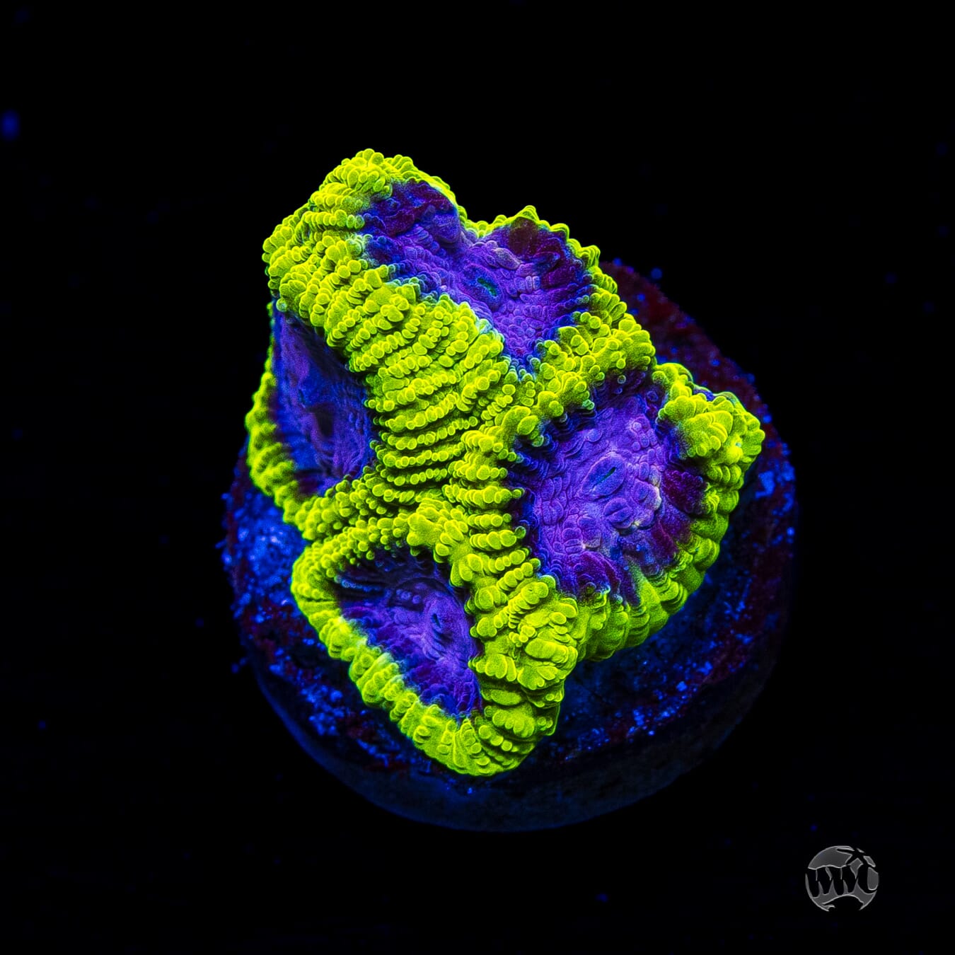 WWC Space Monkey Favia