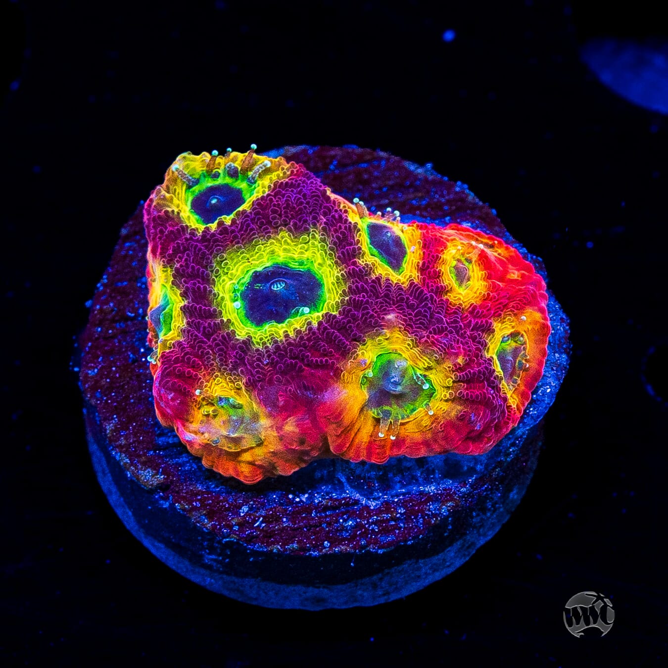 Jason Fox Sector 001 Favites