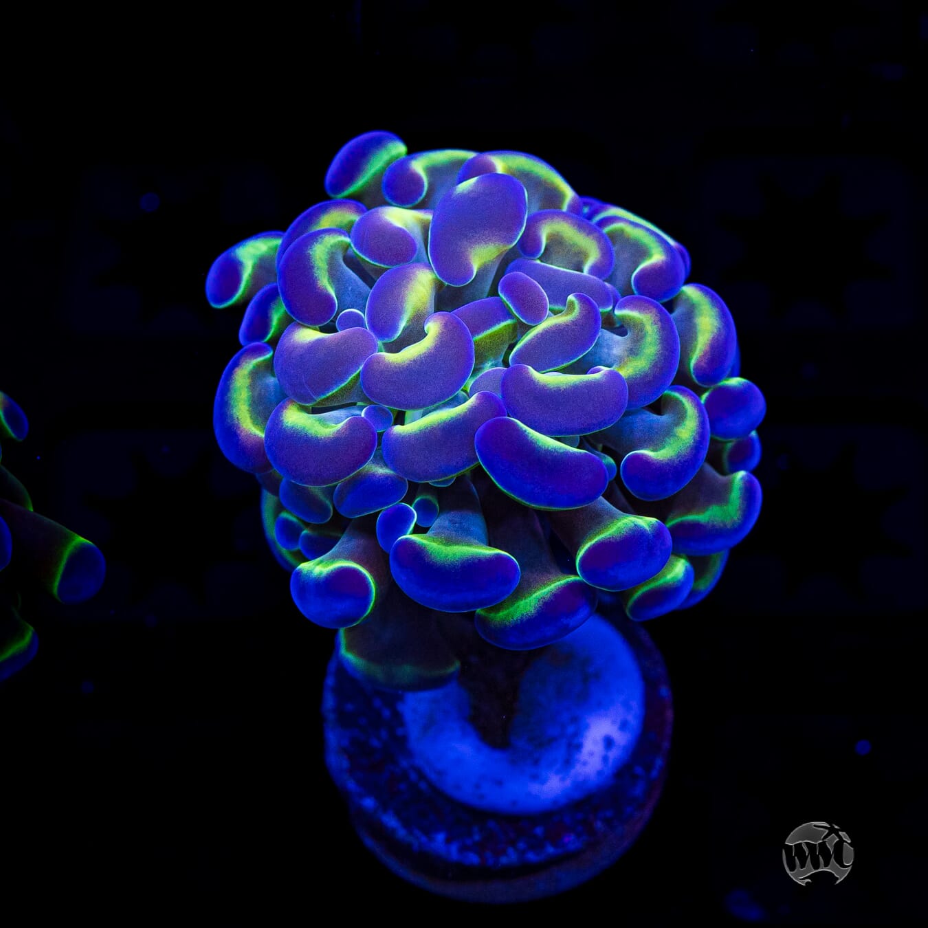 Hologram Branching Hammer