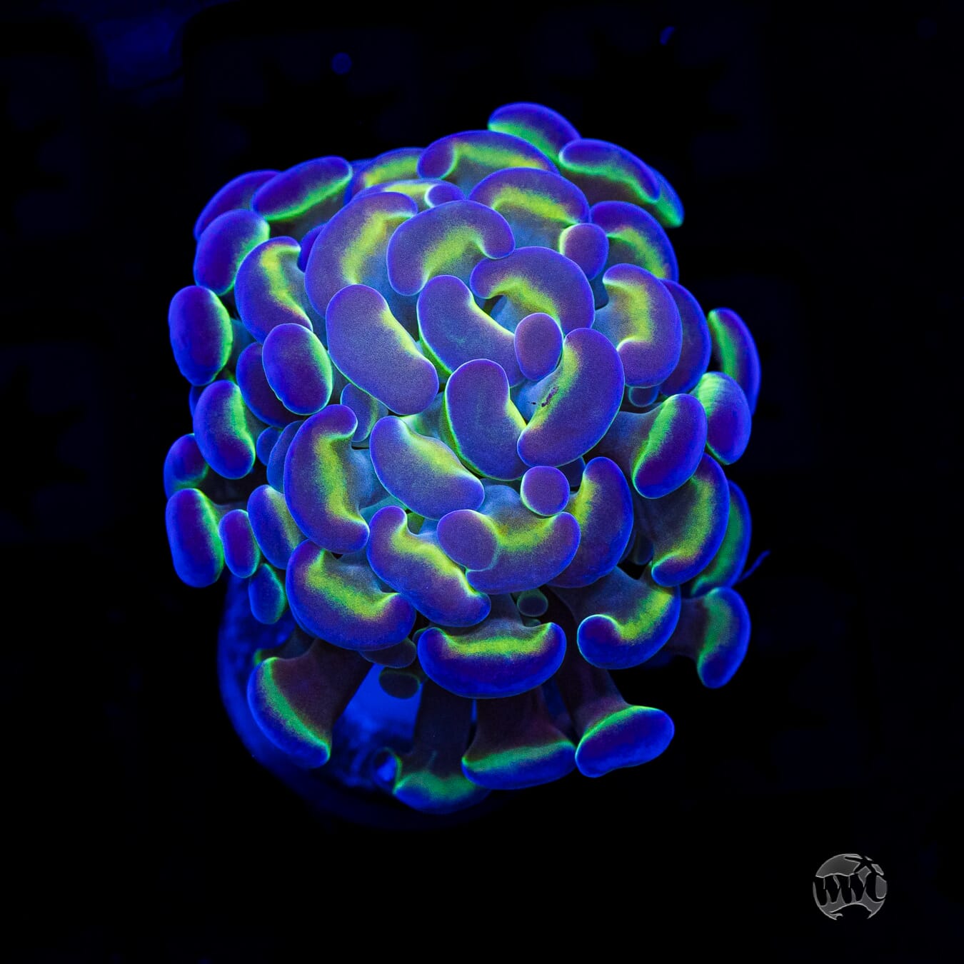 Hologram Branching Hammer