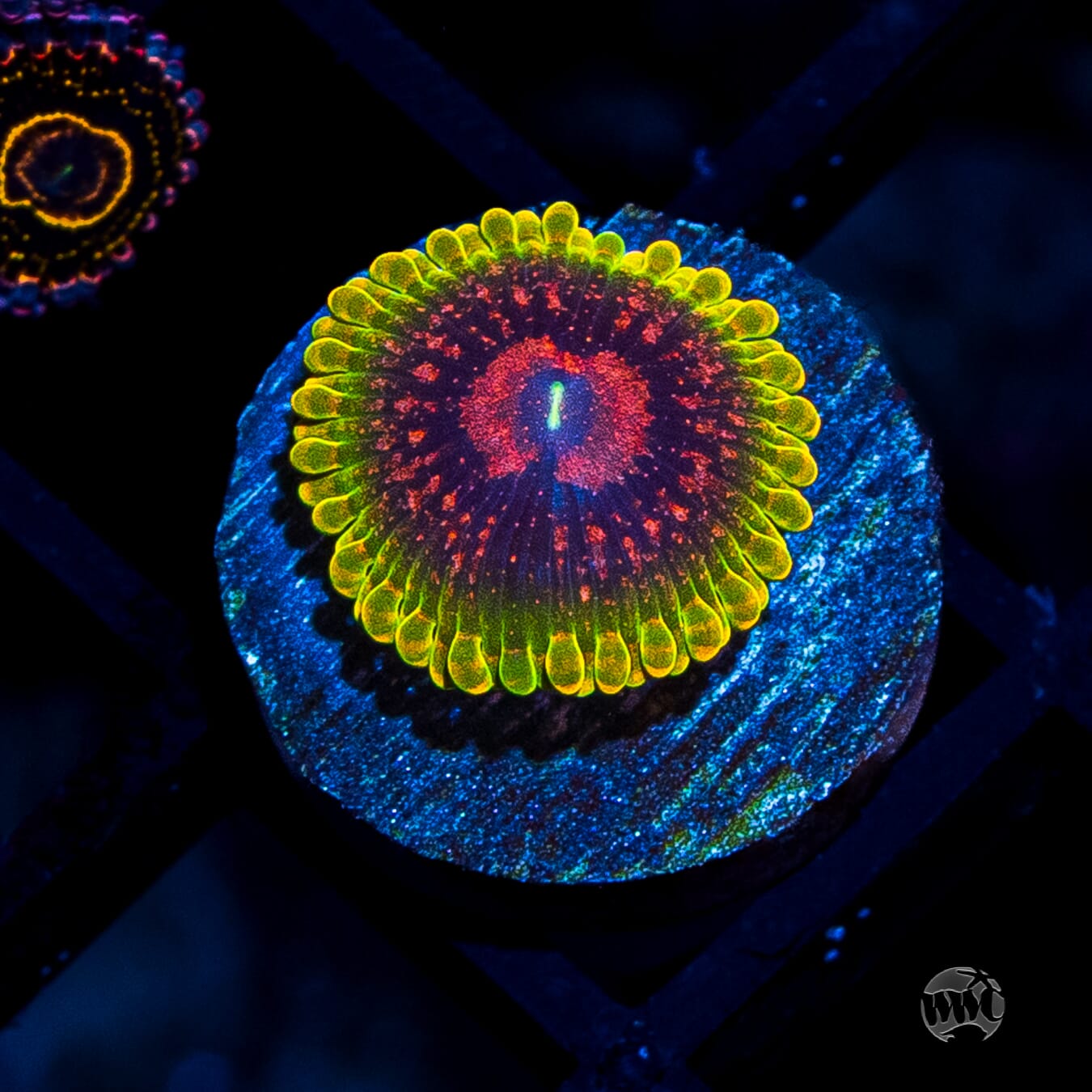 Grand Master Krakatoa Zoanthid