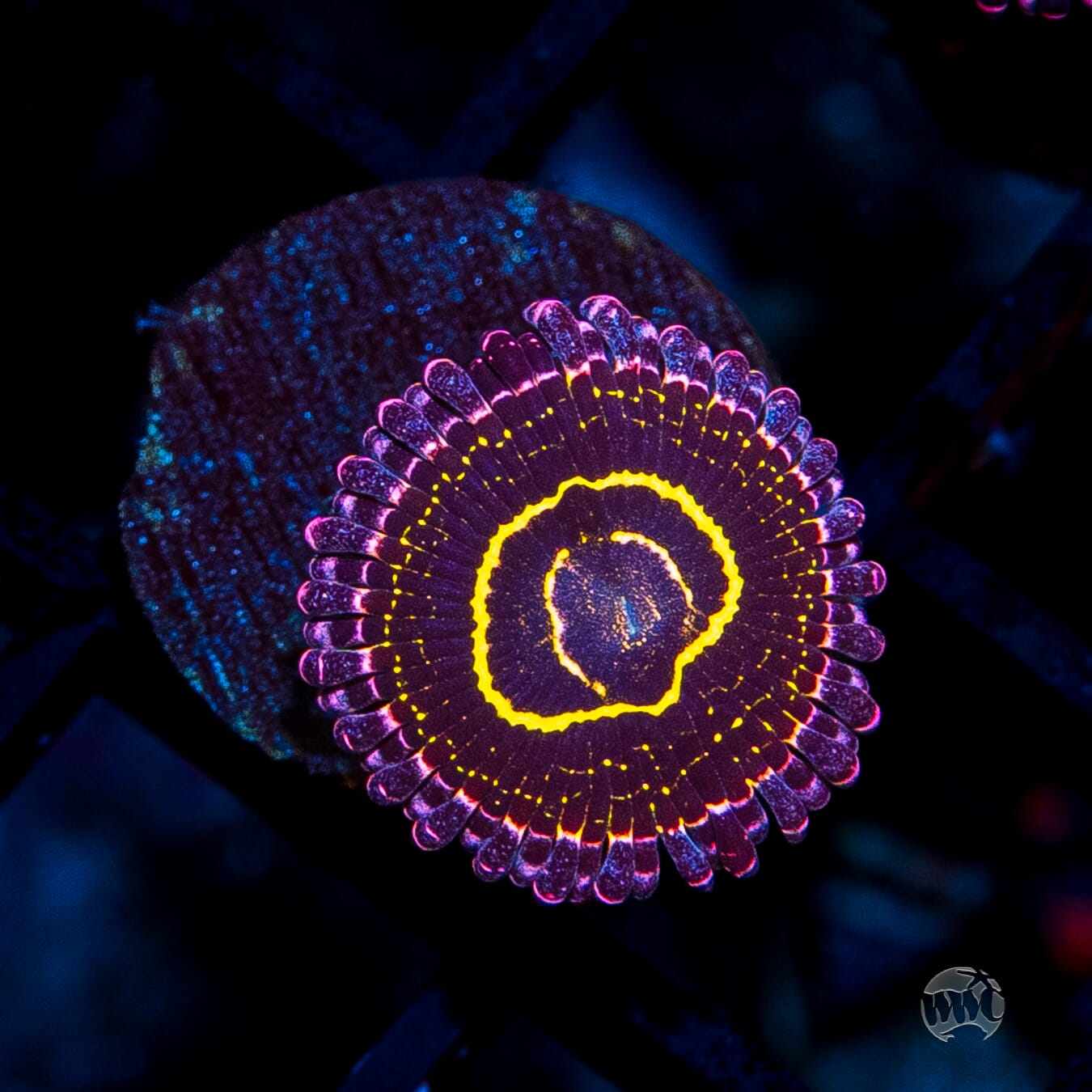 Stratosphere Zoanthids