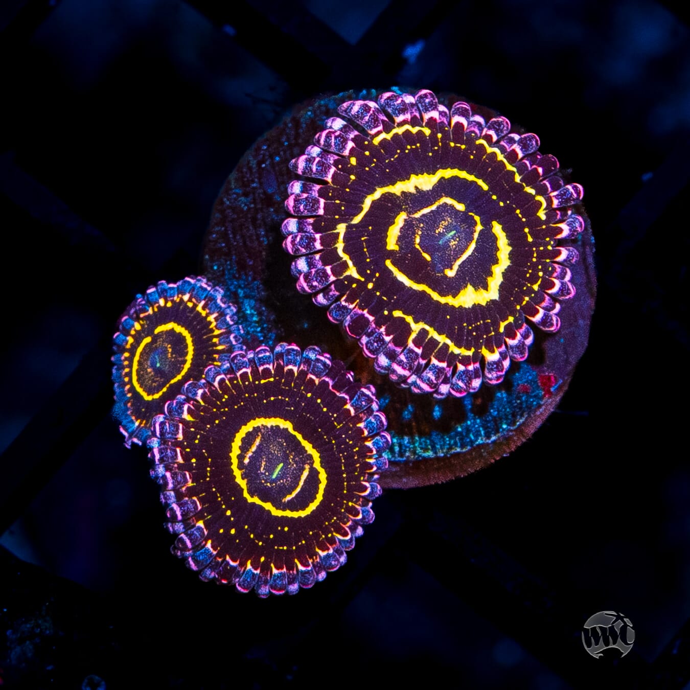 Stratosphere Zoanthids