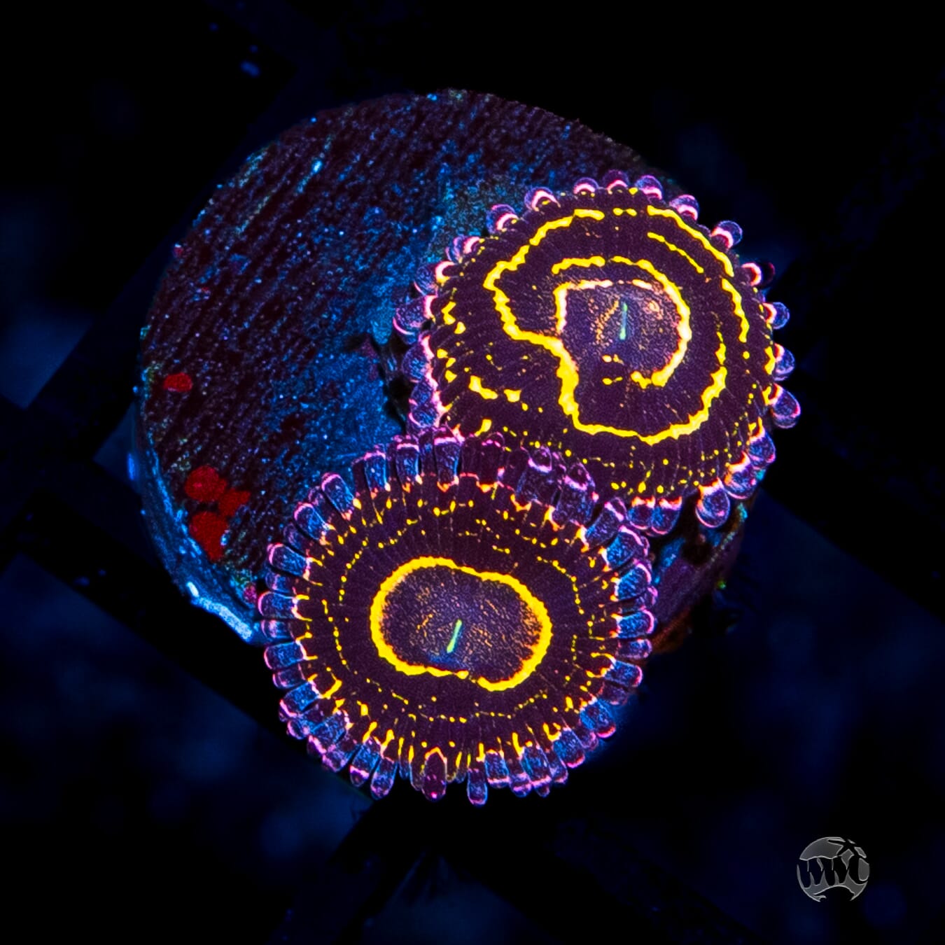 水槽 Friend Stratosphere Zoanthids