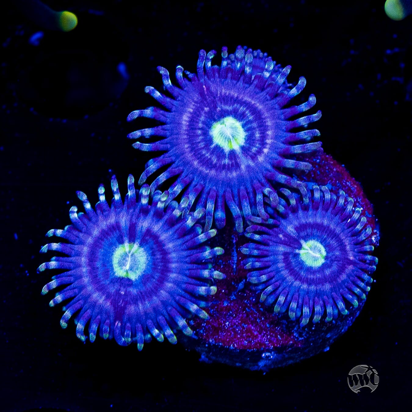 WWC Avocado Smasher Zoanthids