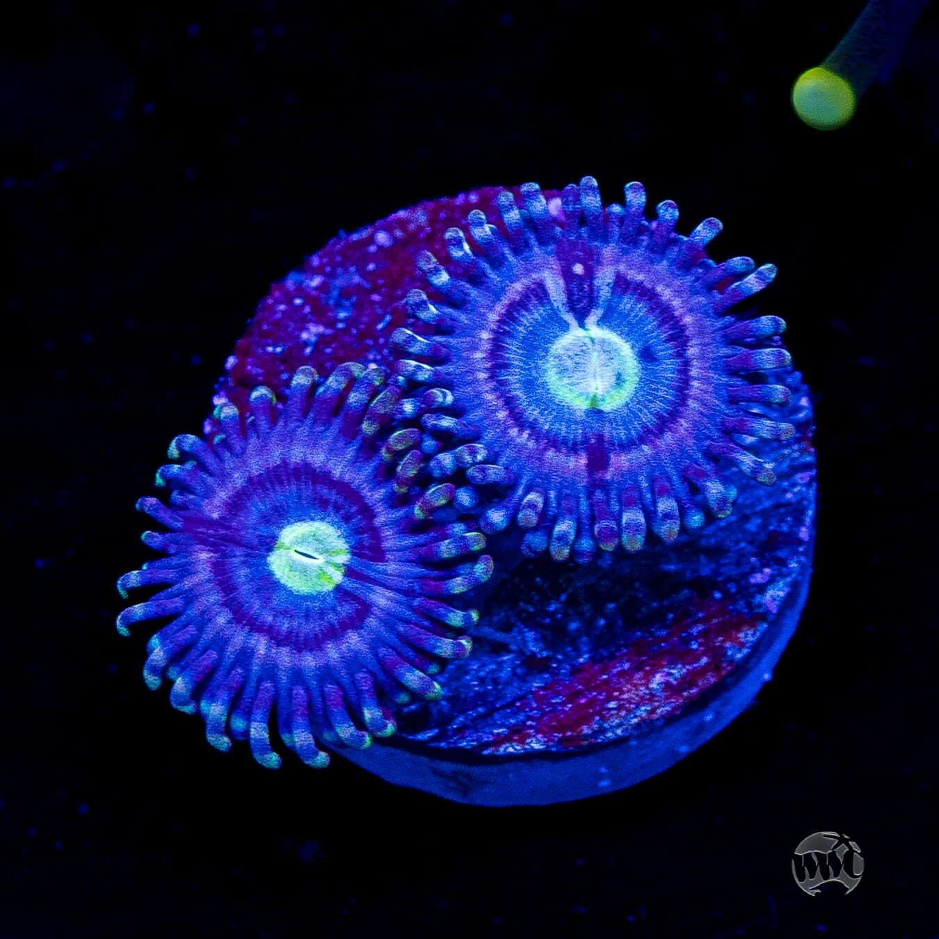 WWC Avocado Smasher Zoanthids