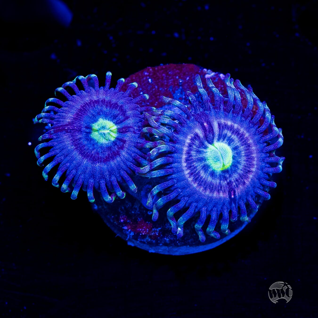 WWC Avocado Smasher Zoanthids