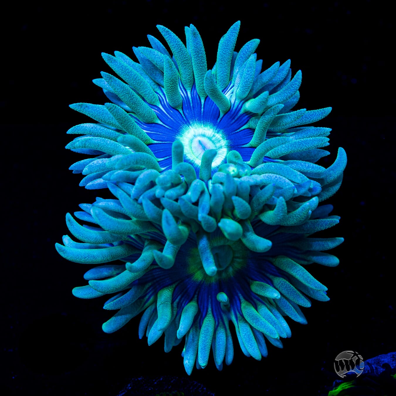 Blue Ring Duncan