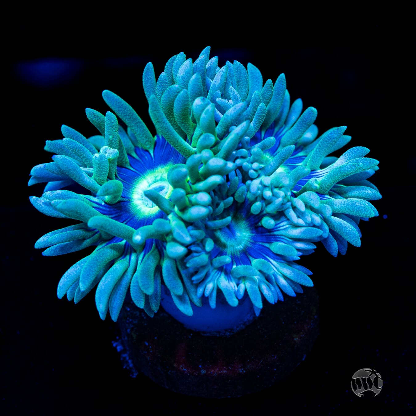 Blue Ring Duncan