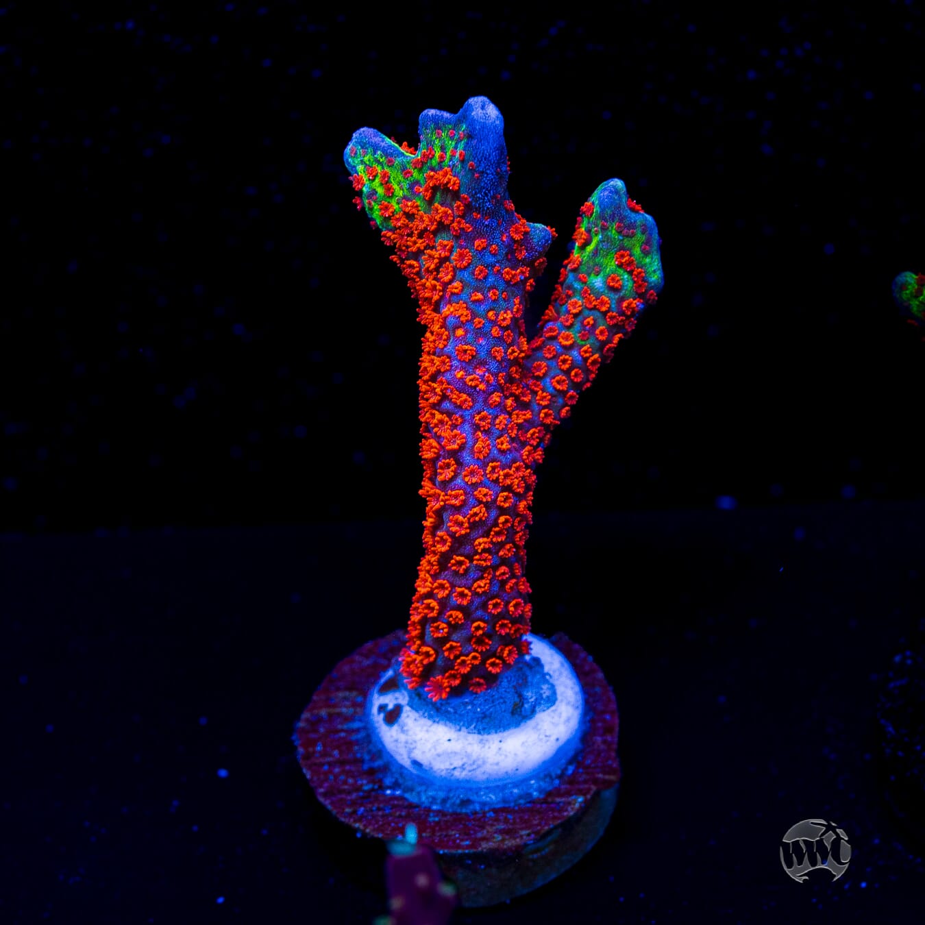 Bubblegum Digitata Montipora