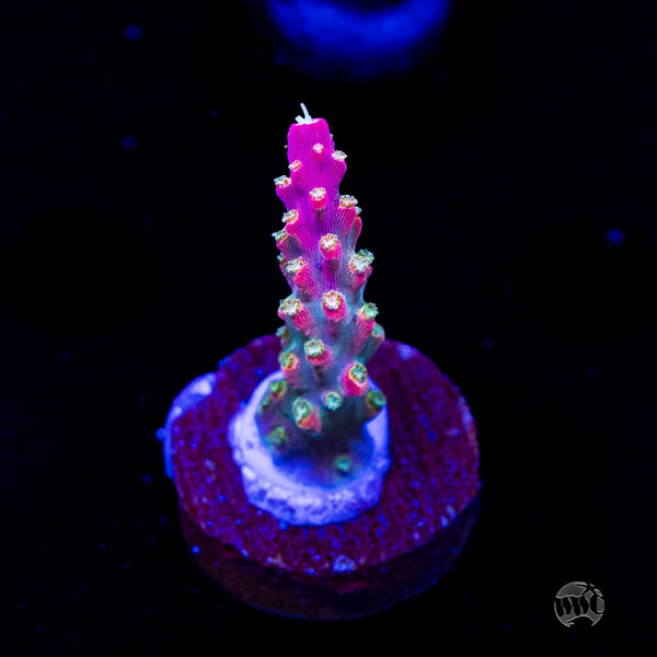 Jason Fox Shock Tart Acropora