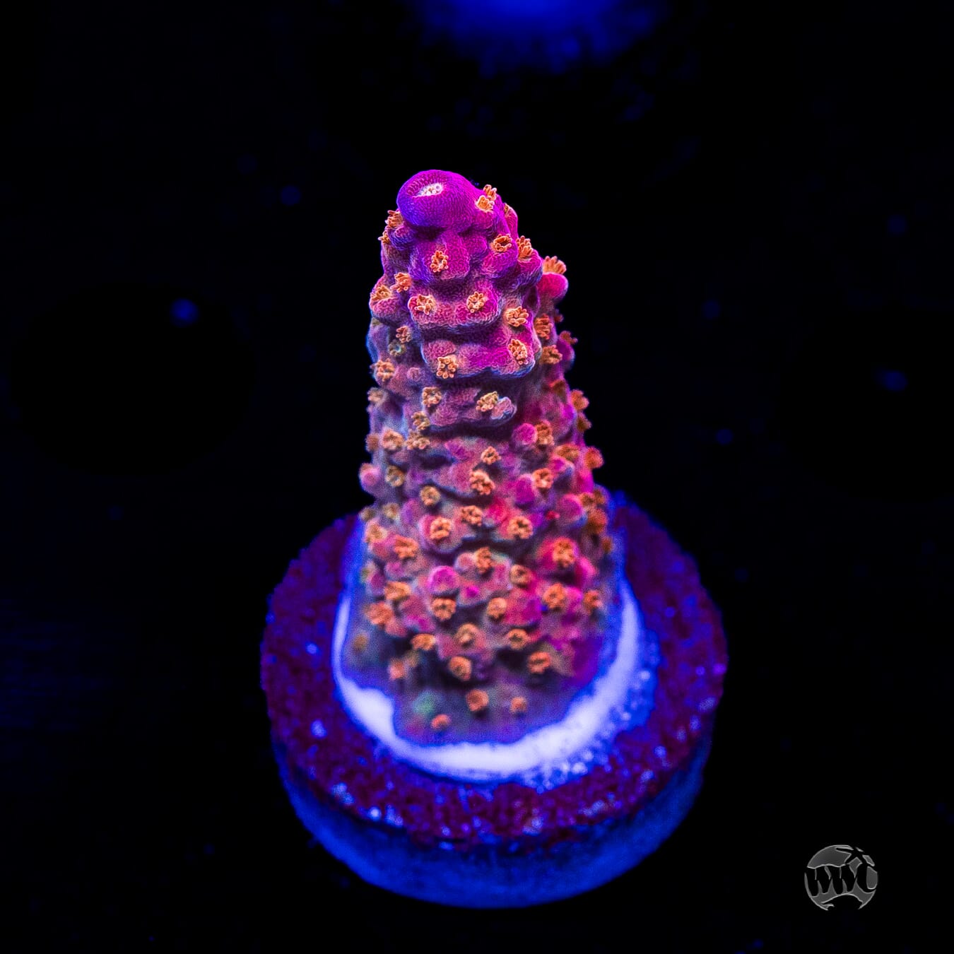 BC Bubble Bath Unicorn Acropora