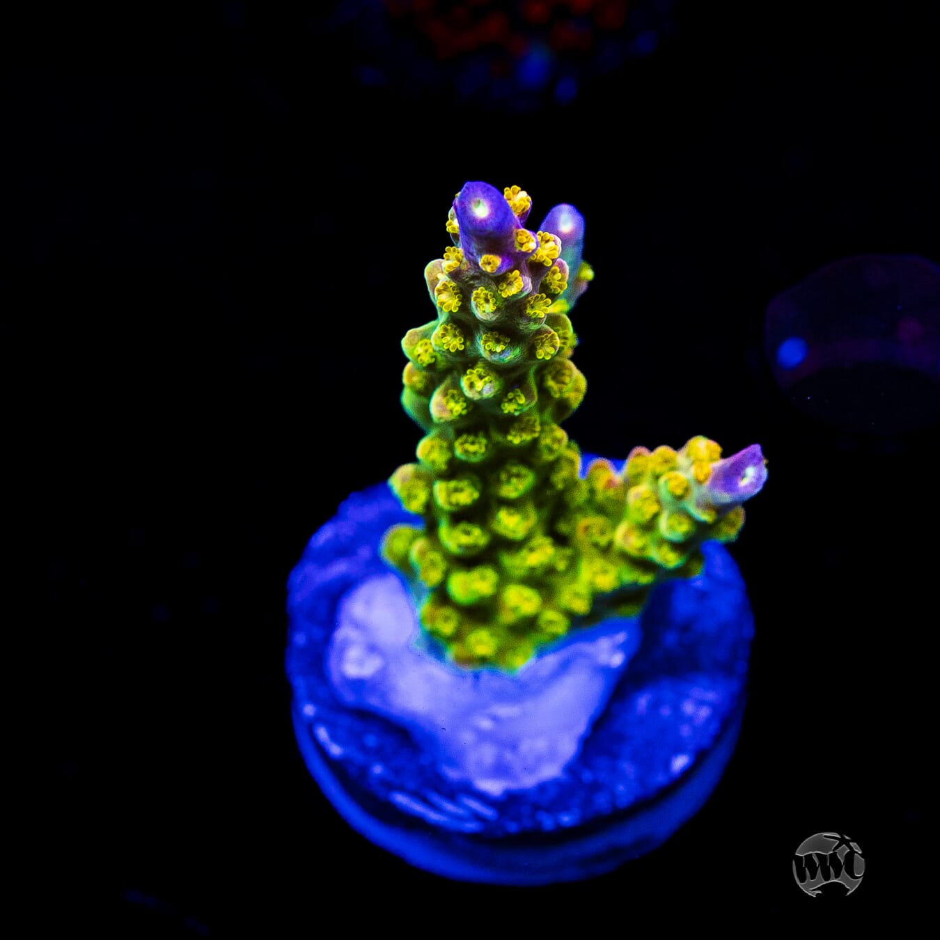 Paletta Pink Tip Acropora