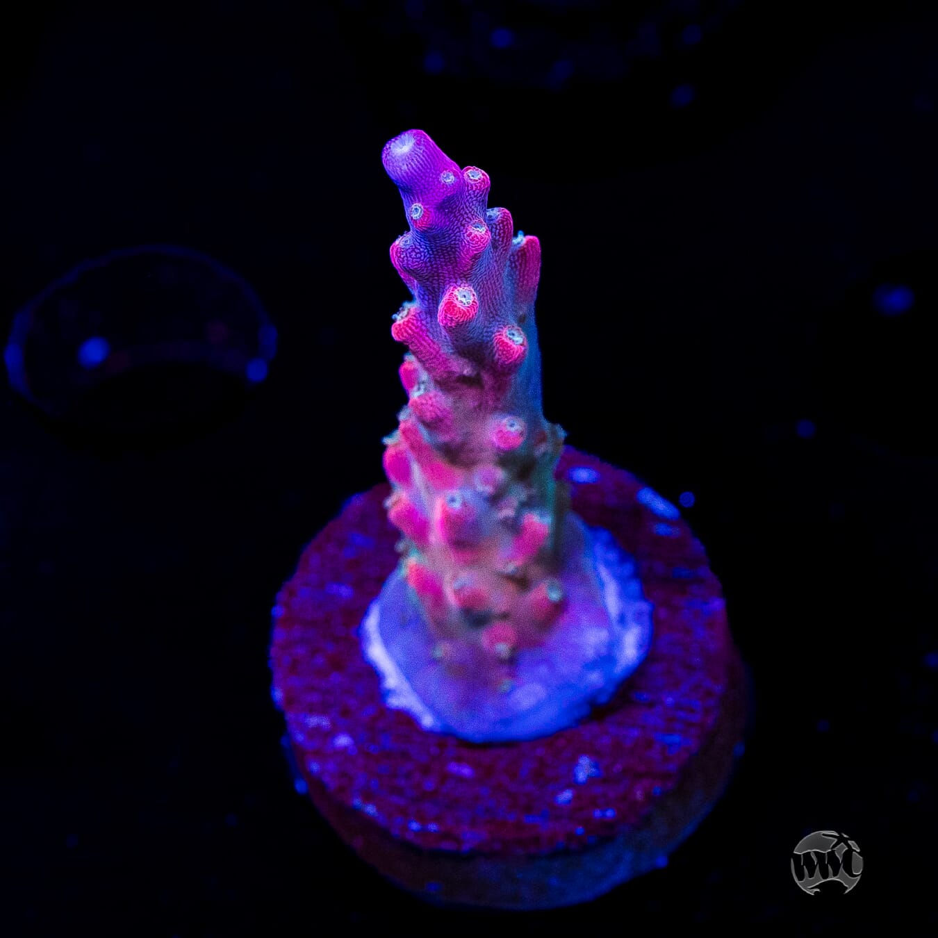 BC Bubble Bath Unicorn Acropora