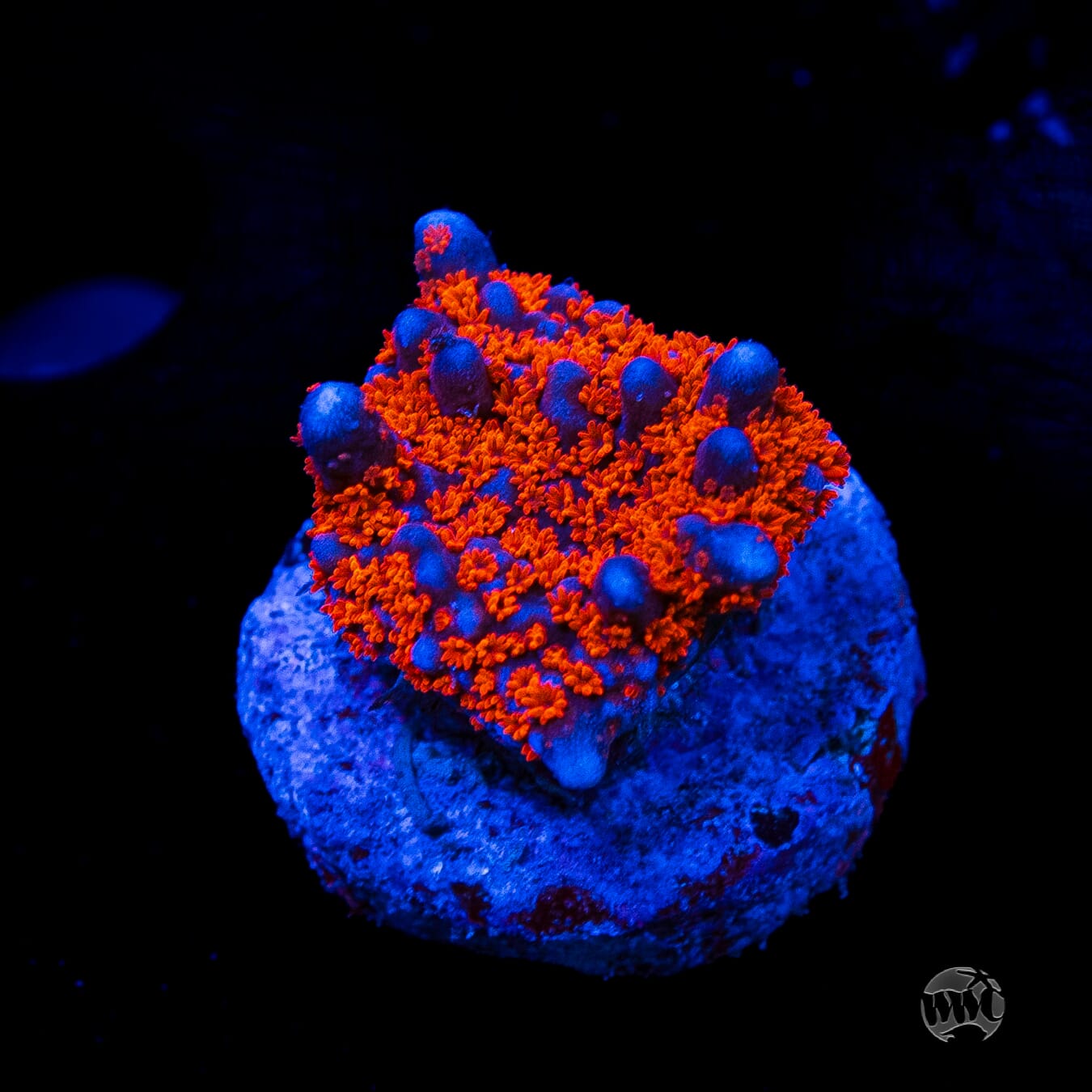 Superman Digitata Montipora