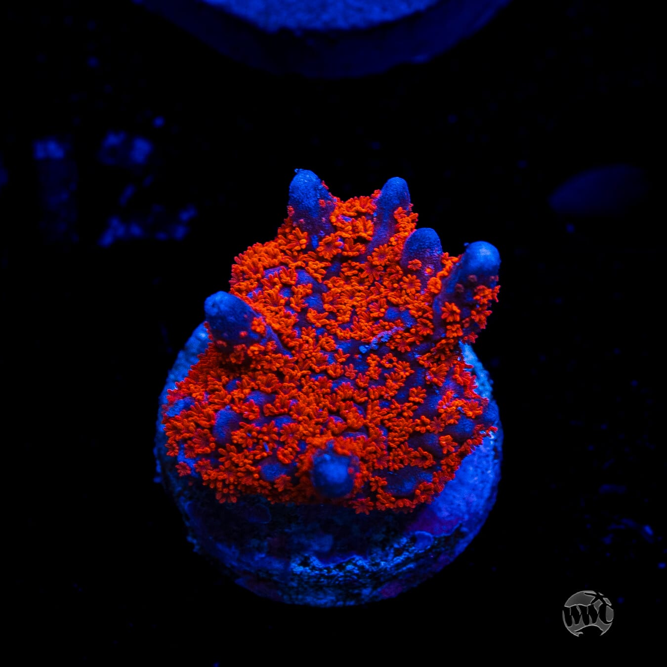 Superman Digitata Montipora