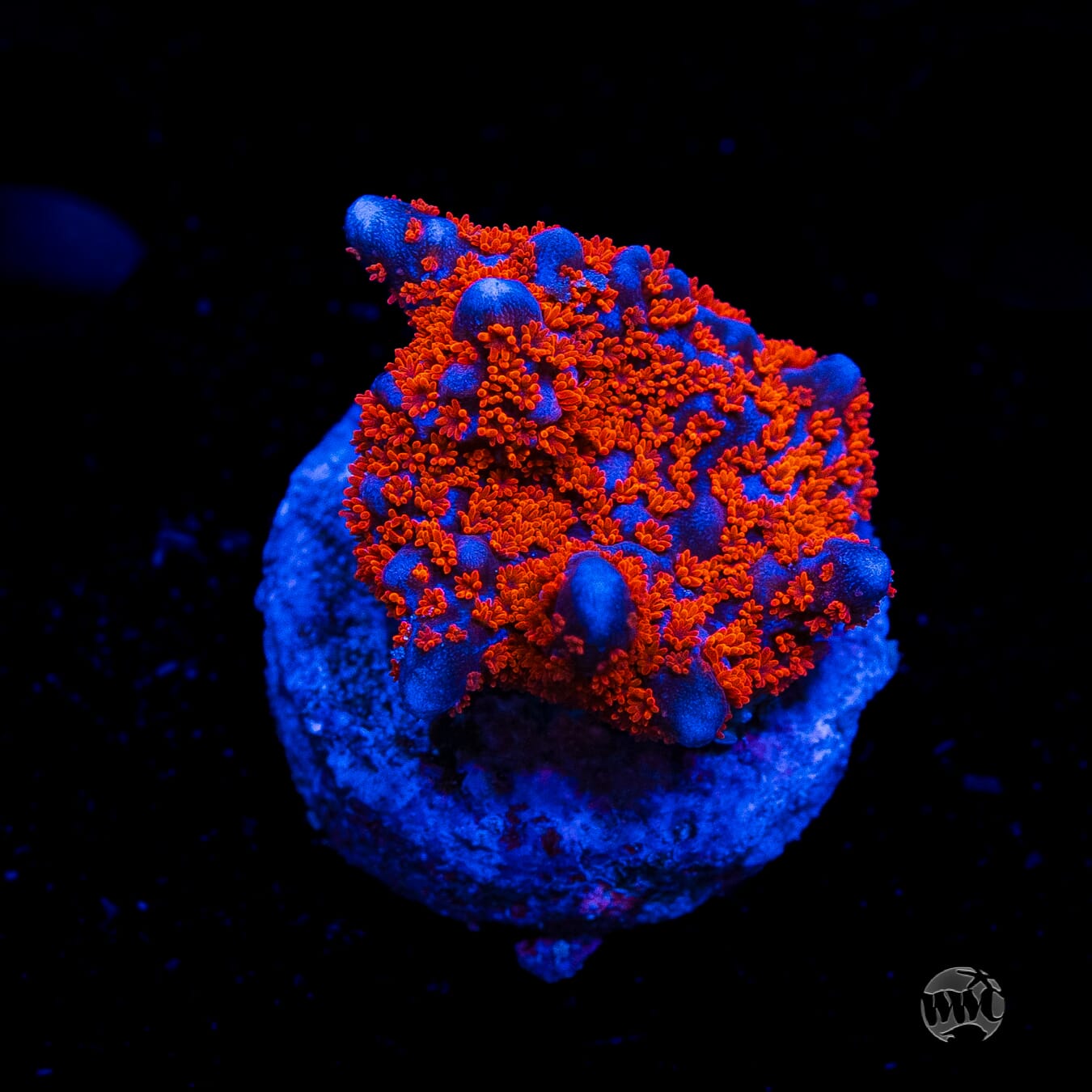 Superman Digitata Montipora