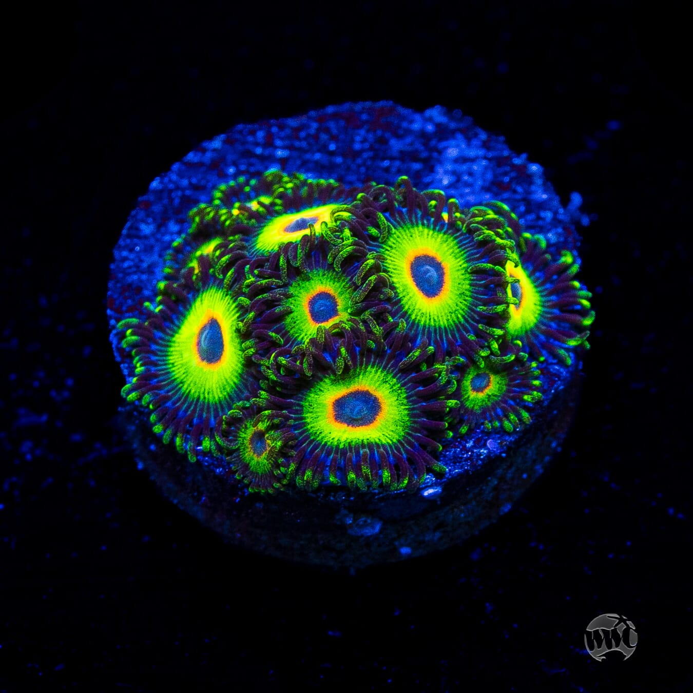 WWC Island Time Zoanthids