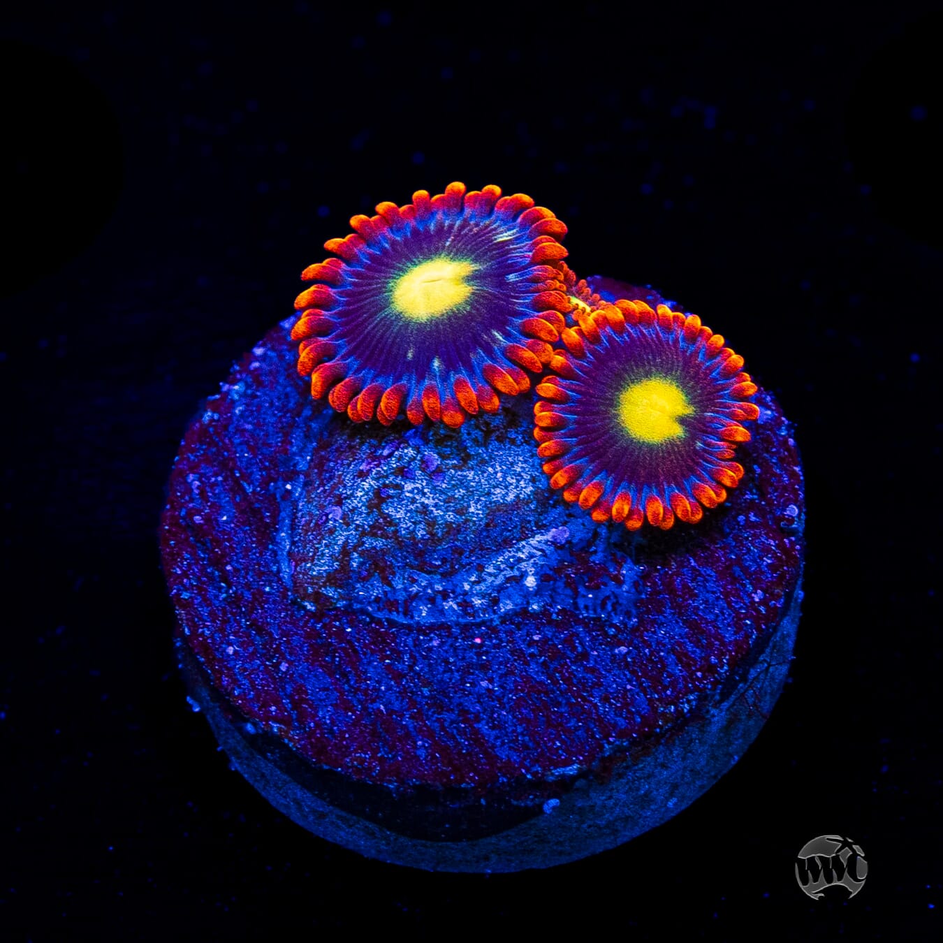 WWC Mandarin Monster Zoanthids