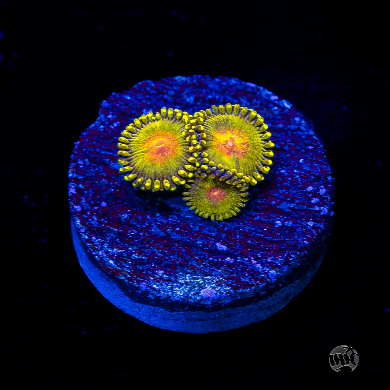WWC Golden Gods Zoanthids