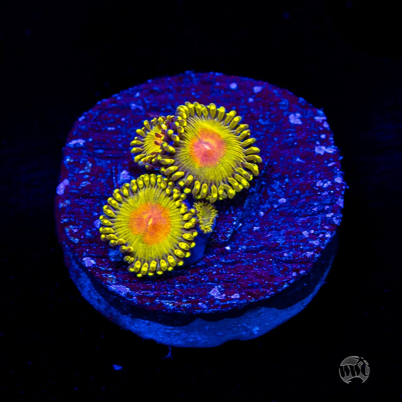 WWC Golden Gods Zoanthids