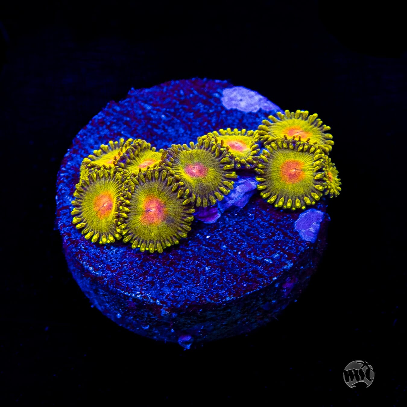 WWC Golden Gods Zoanthids
